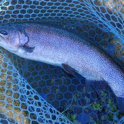 でっかいイトウが釣れた！ ～フィッシングパーク高島の泉～